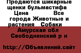 Продаются шикарные щенки бульмастифа › Цена ­ 45 000 - Все города Животные и растения » Собаки   . Амурская обл.,Свободненский р-н